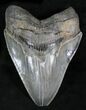 Megalodon Tooth - South Carolina #28029-1
